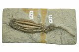 Fossil Crinoid Plate (Two Species) - Crawfordsville, Indiana #269730-1